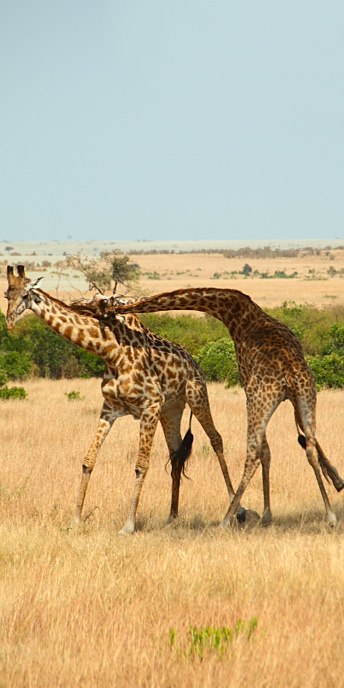 MaasaiGiraffes_MalesNECKING_2350 1_v.jpg